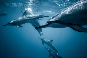 photo of pod of dolphins